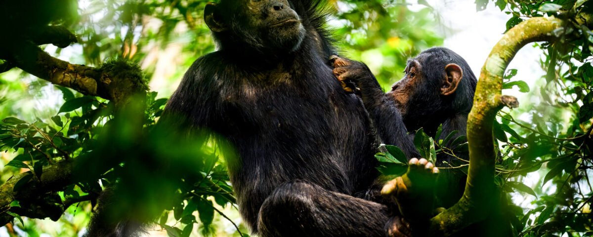 Kibale Forest National Park