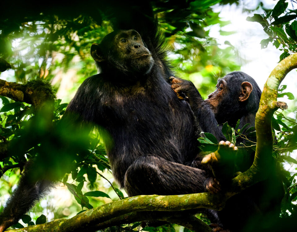 Kibale Forest National Park