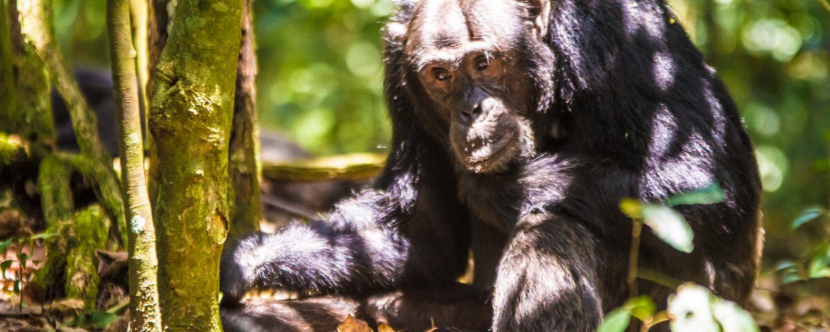 5 Days Rwanda Primates Safari