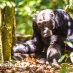 5 Days Rwanda Primates Safari