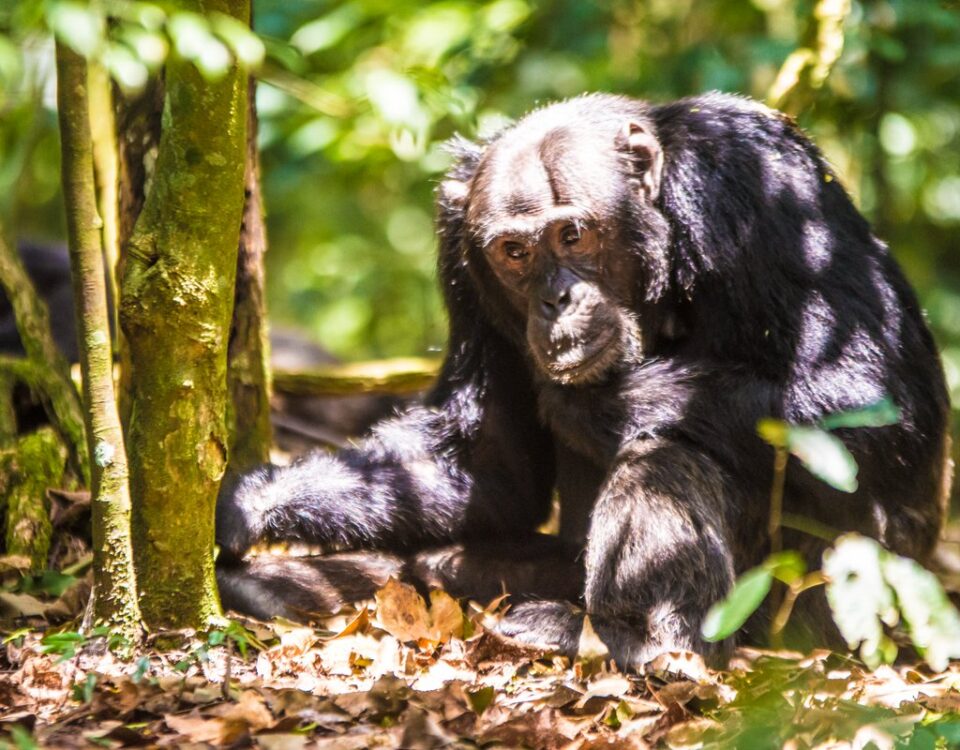 5 Days Rwanda Primates Safari
