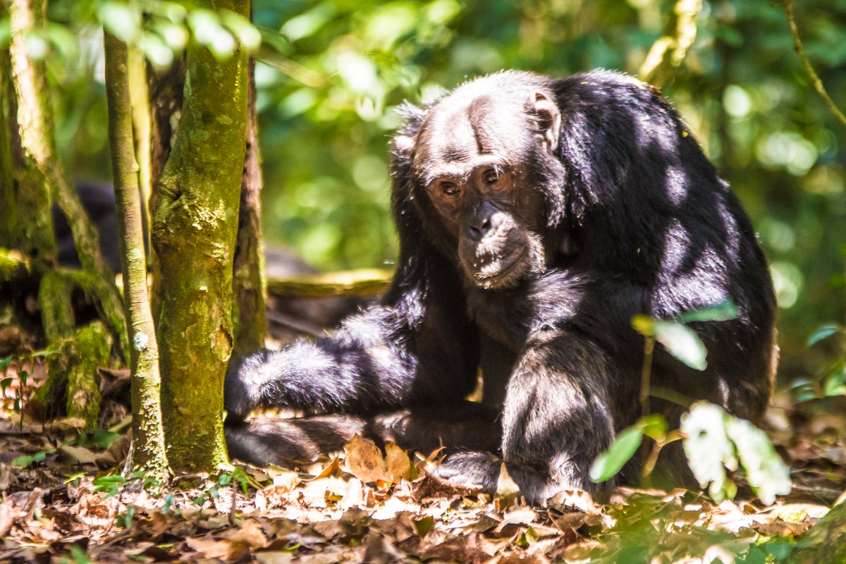5 Days Rwanda Primates Safari