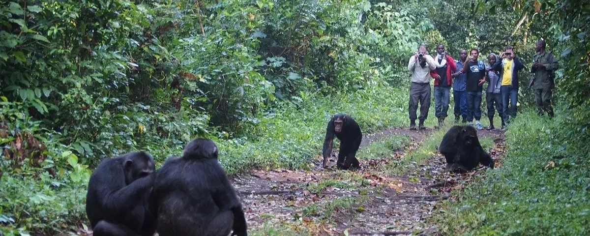 Is Chimpanzee Tracking Suitable for Families?