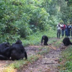Is Chimpanzee Tracking Suitable for Families?