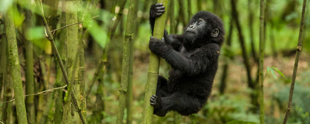 Mgahinga Gorillas National Park