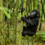 Mgahinga Gorillas National Park