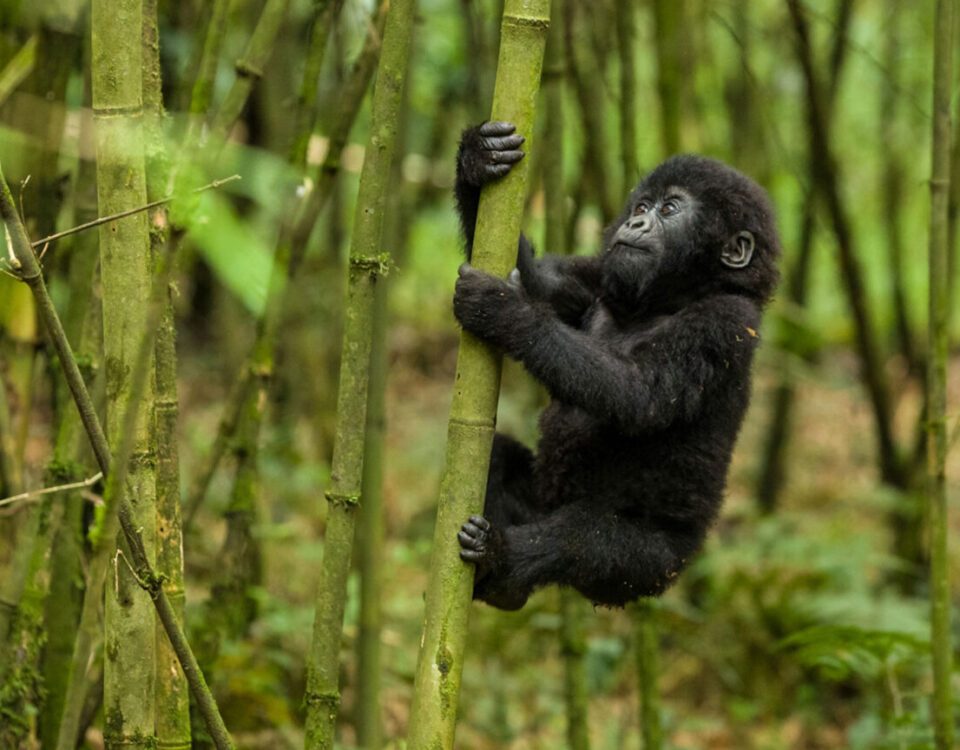 Mgahinga Gorillas National Park