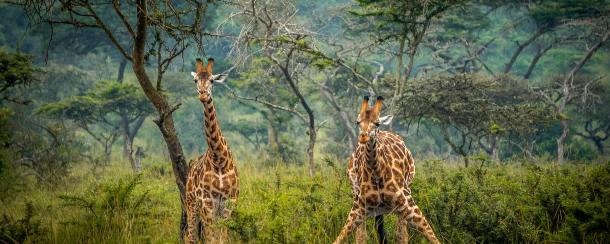 Lake Mburo National Park