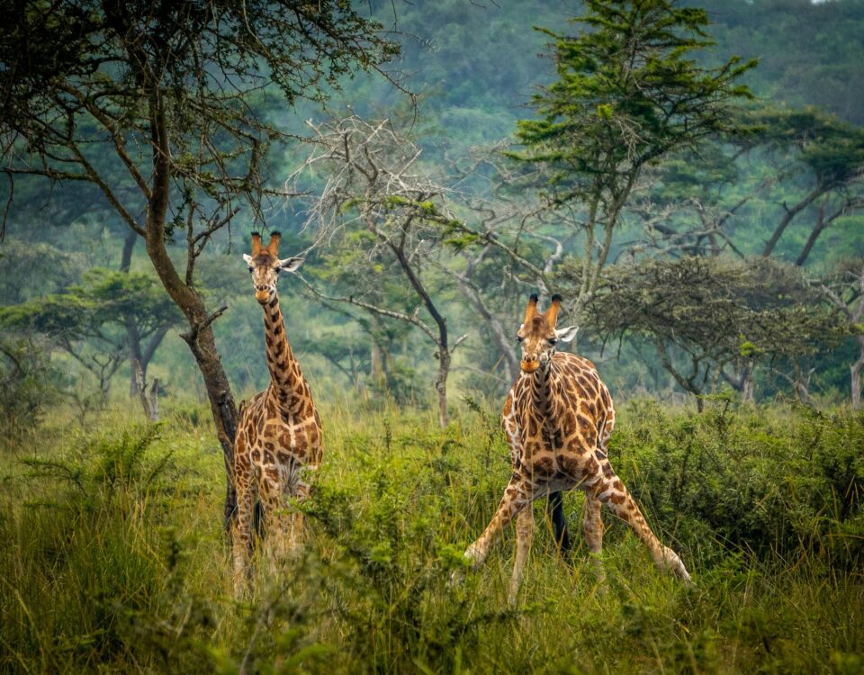 Lake Mburo National Park