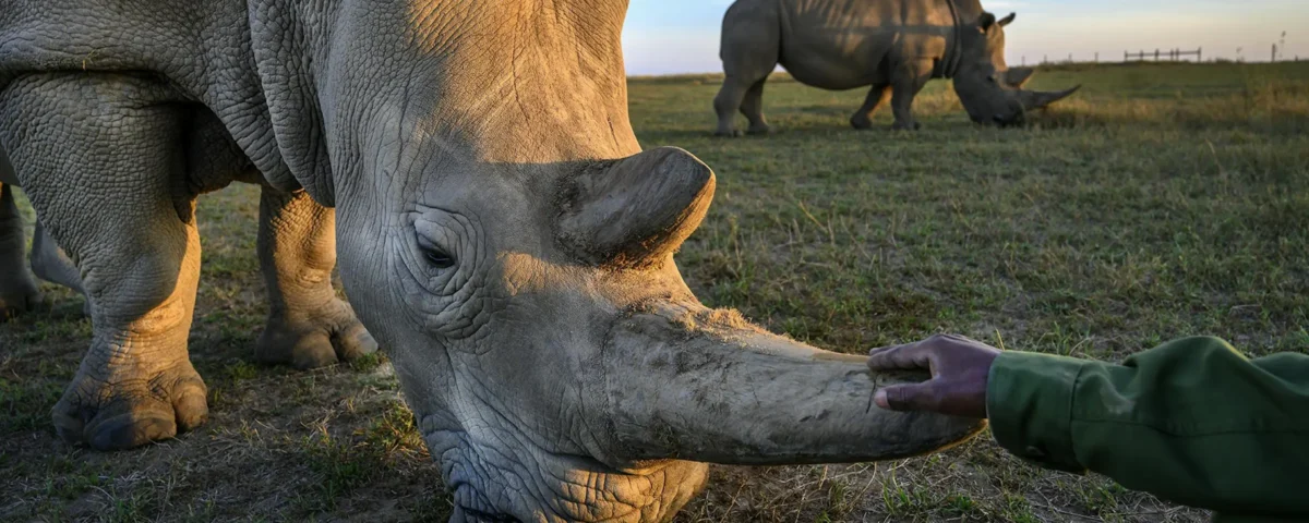 Ol Pejeta Conservancy