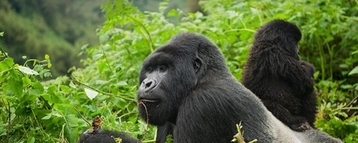 7 Days Highlights of Rwanda Safari