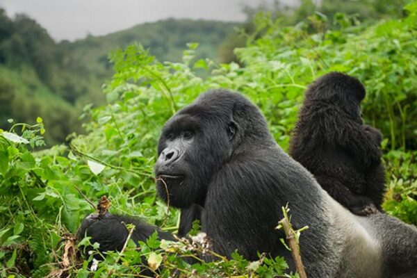 7 Days Highlights of Rwanda Safari