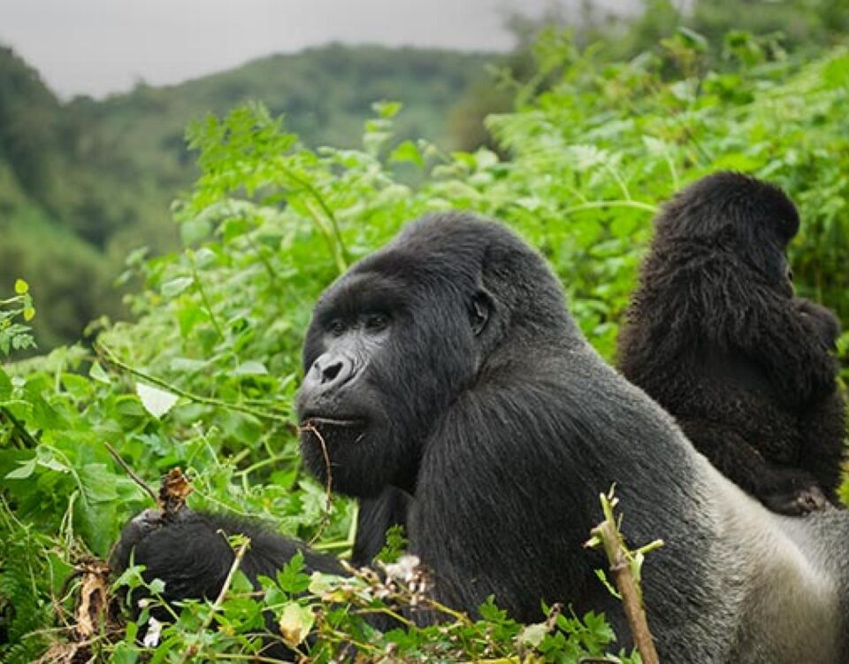 7 Days Highlights of Rwanda Safari