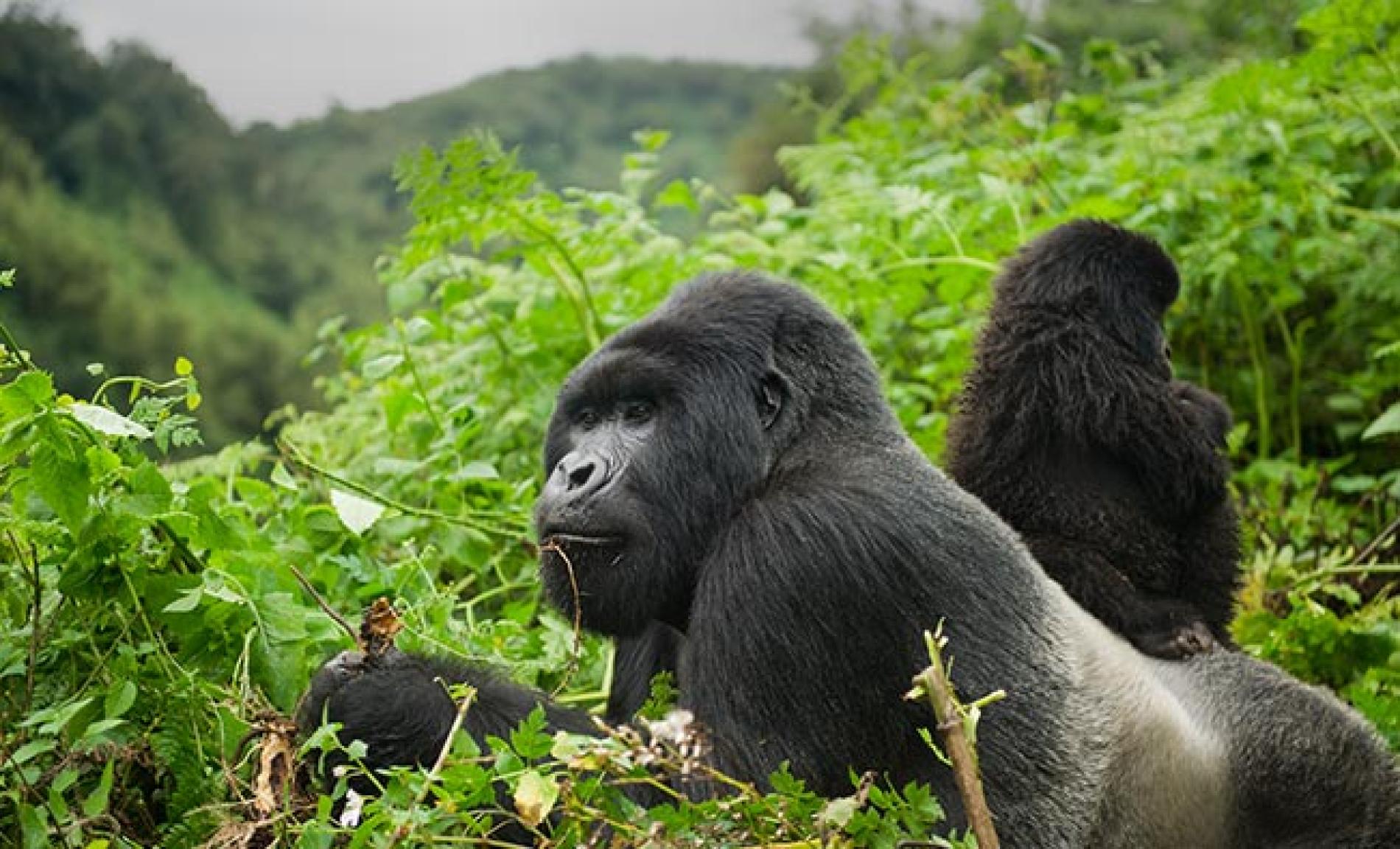 7 Days Highlights of Rwanda Safari