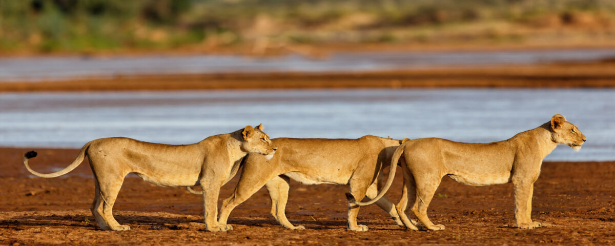 Samburu National Park