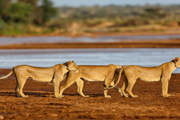 Samburu National Park