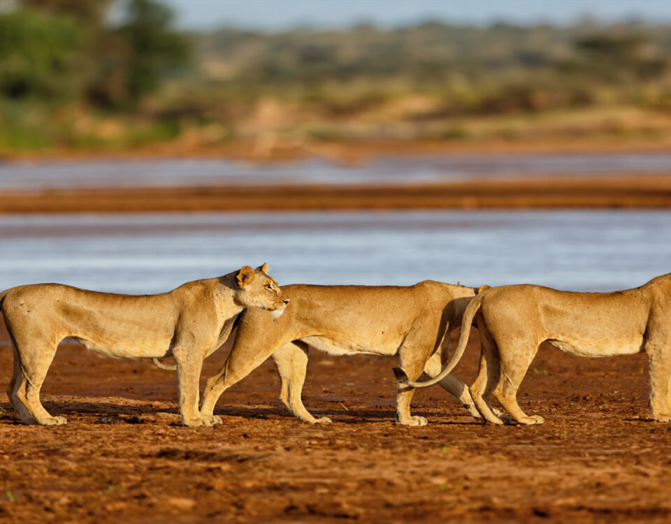 Samburu National Park