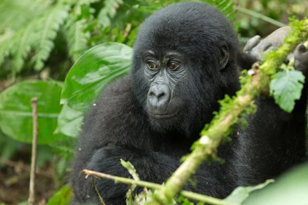 4 Days Bwindi Uganda Gorilla Trekking Safari 4 Days Bwindi Uganda Gorilla Trekking Safari