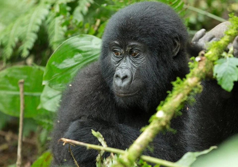 4 Day Uganda Gorilla & Golden Monkey Safari from Kigali Rwanda
