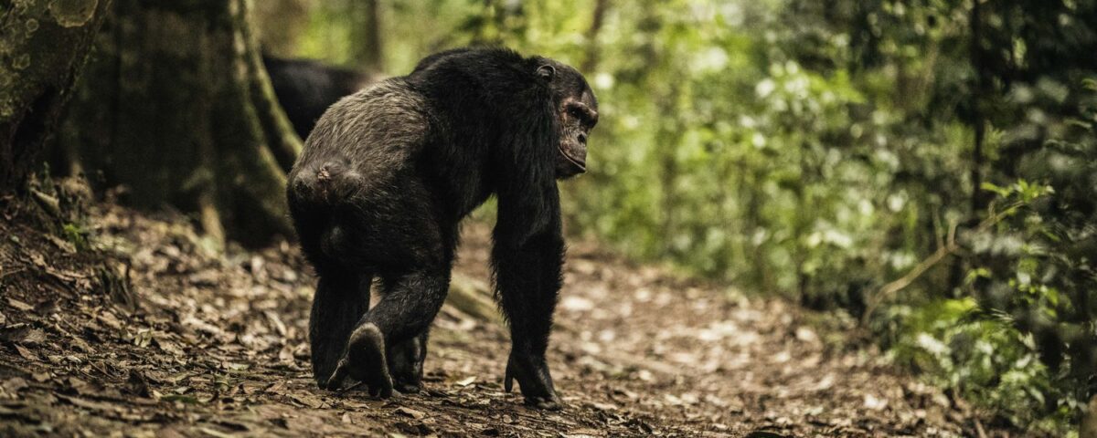 Chimpanzee Tracking Safaris Experiences