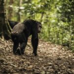 Chimpanzee Tracking Safaris Experiences