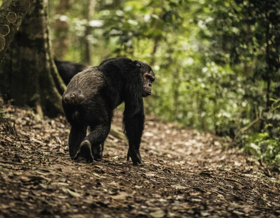 Chimpanzee Tracking Safaris Experiences