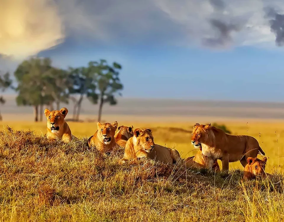 Kenya Wildlife Safaris