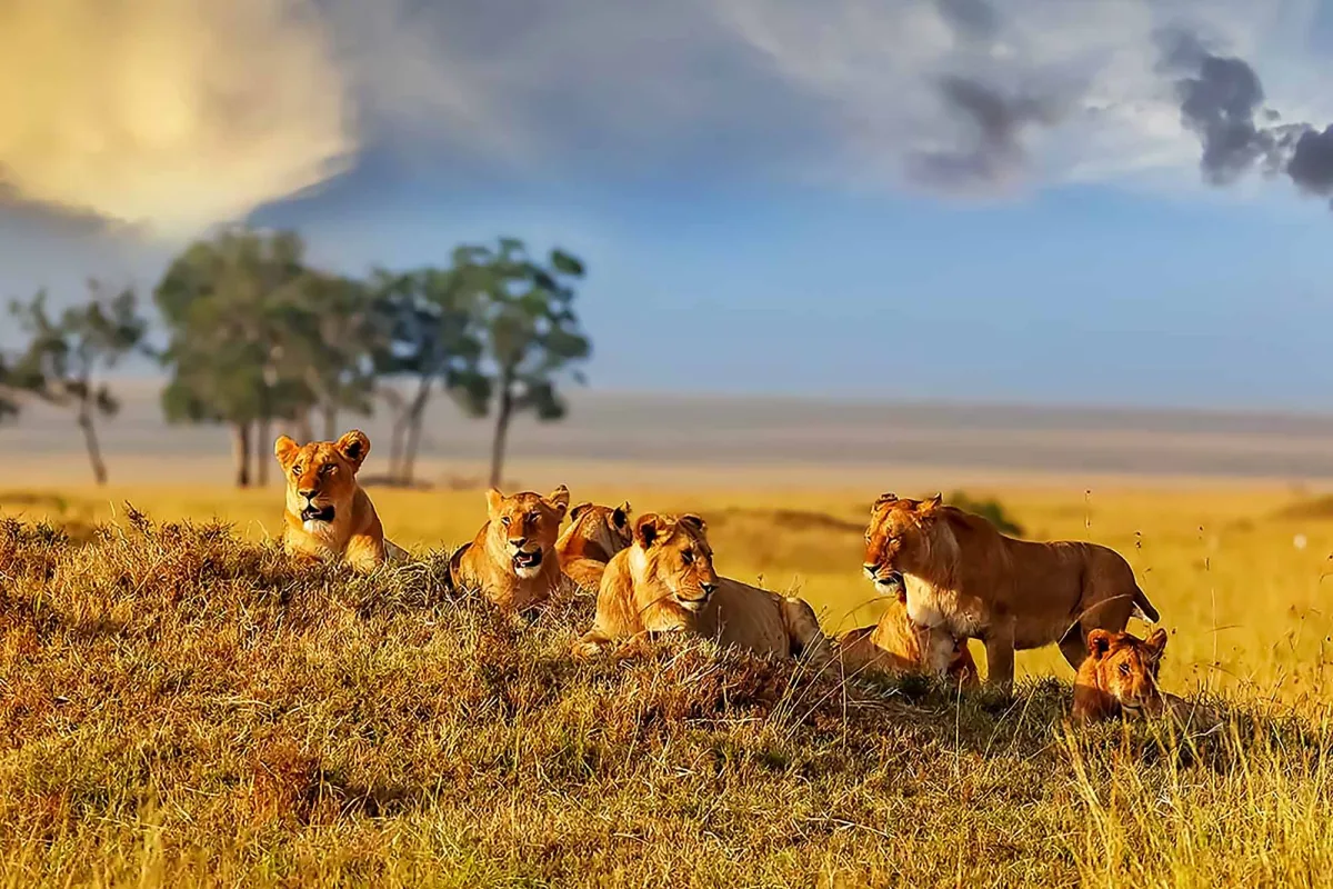 Kenya Wildlife Safaris