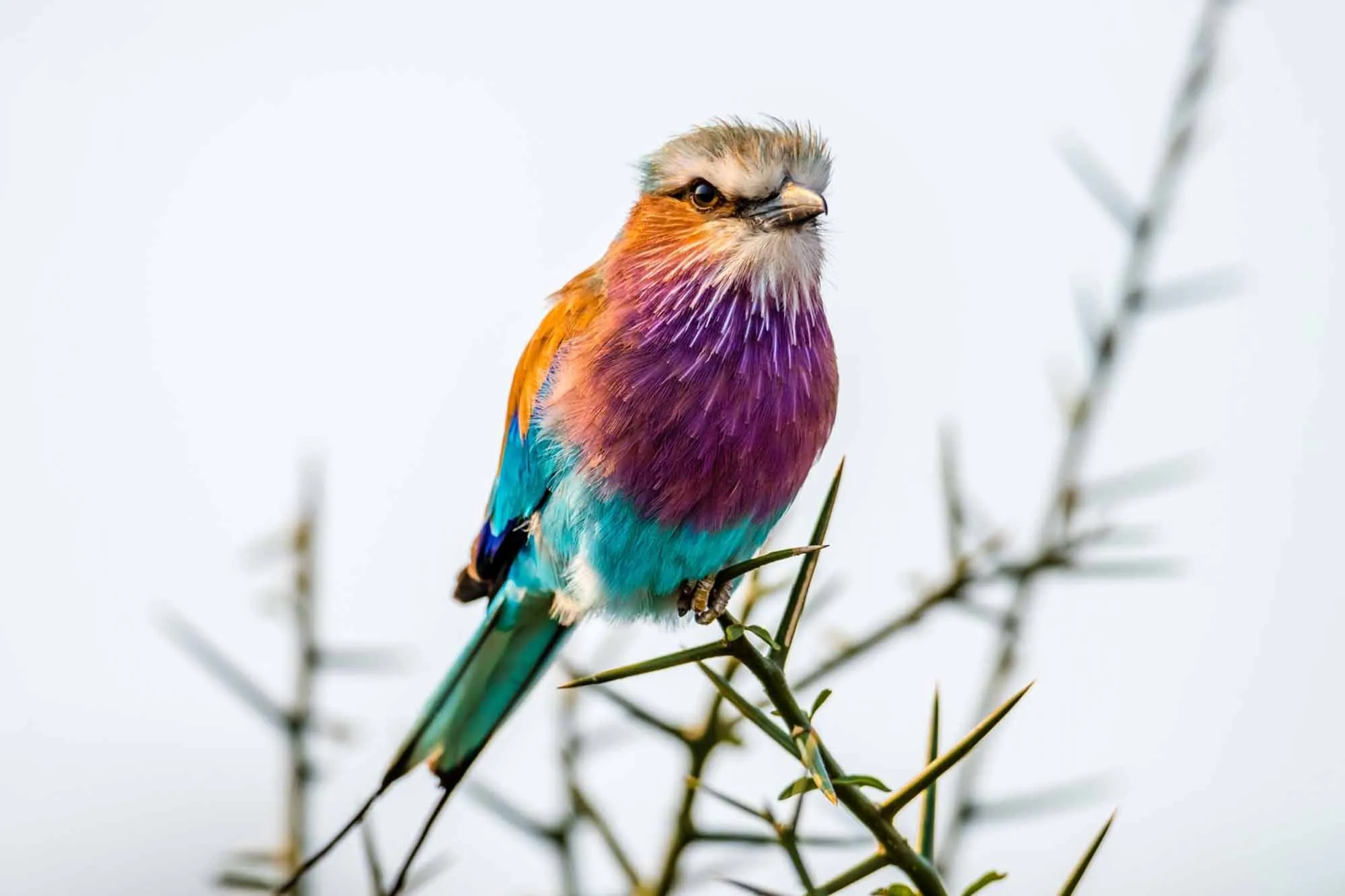 Birdwatching Safaris Experiences