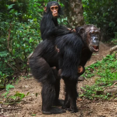 Rwanda Chimpanzee Safaris Chimpanzees in Uganda