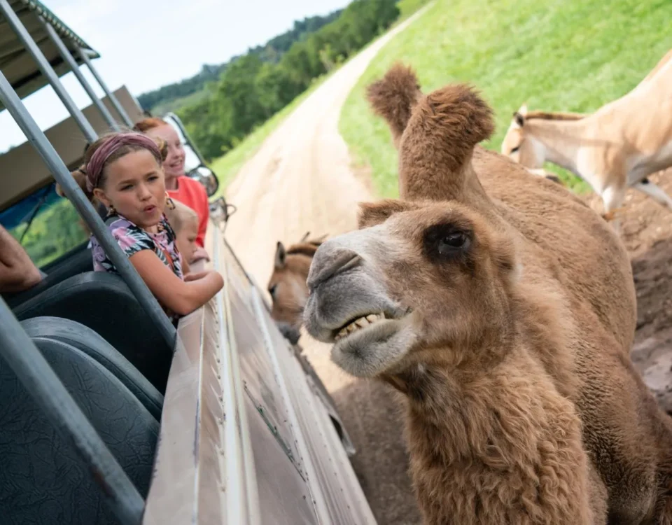 Student Safari Experiences