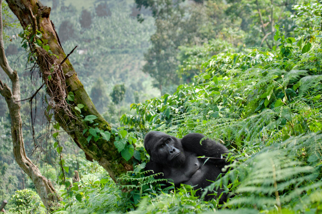 3 Day Bwindi Gorilla Trekking from Kigali