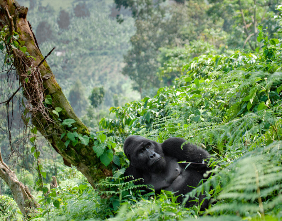 3 Day Bwindi Gorilla Trekking from Kigali