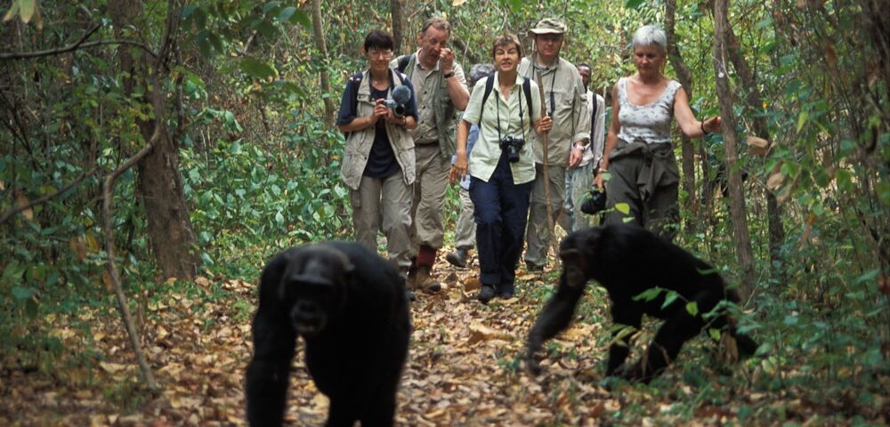 How Many People Are Allowed Per Chimp Tracking Group?