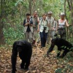 How Many People Are Allowed Per Chimp Tracking Group?