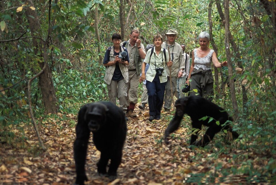 How Many People Are Allowed Per Chimp Tracking Group?