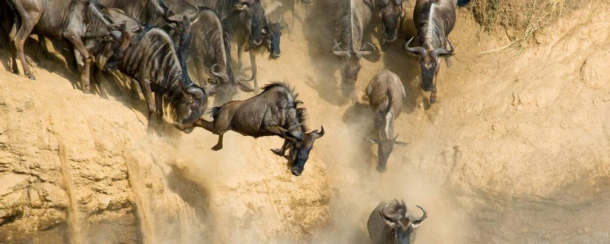 Where Can I See the Great Migration in Tanzania?