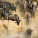 Where Can I See the Great Migration in Tanzania?