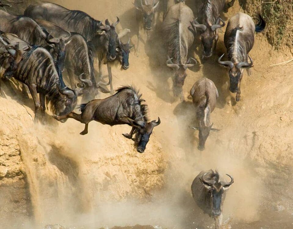 Where Can I See the Great Migration in Tanzania?