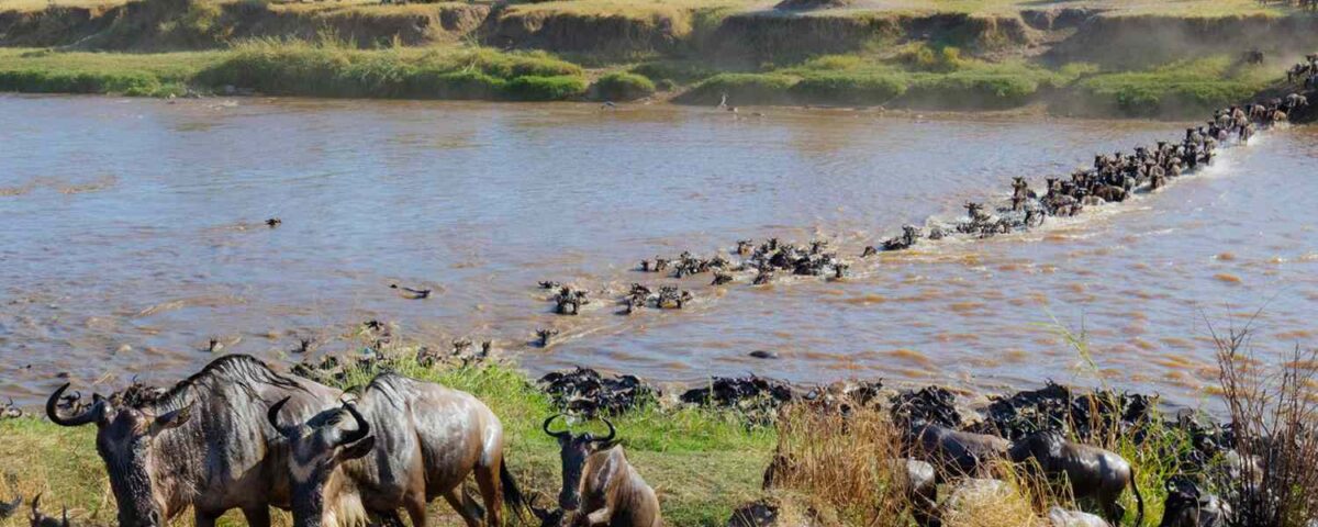 Why Do Animals Migrate Between Kenya and Tanzania?