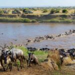 Why Do Animals Migrate Between Kenya and Tanzania?