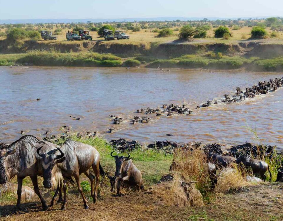Why Do Animals Migrate Between Kenya and Tanzania?