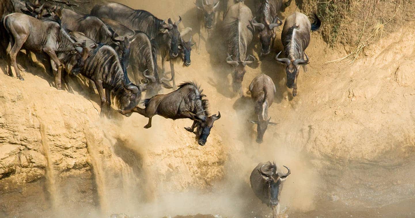 Where Can I See the Great Migration in Tanzania?
