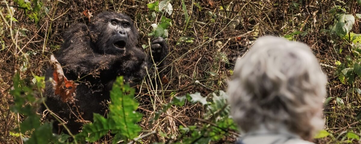 How Long Does a Gorilla Trek Usually Take?