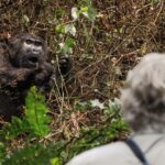How Long Does a Gorilla Trek Usually Take?