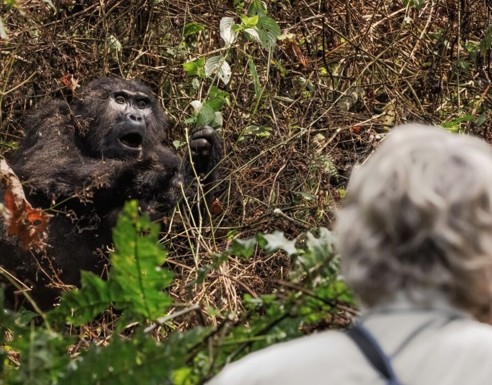 How Long Does a Gorilla Trek Usually Take?