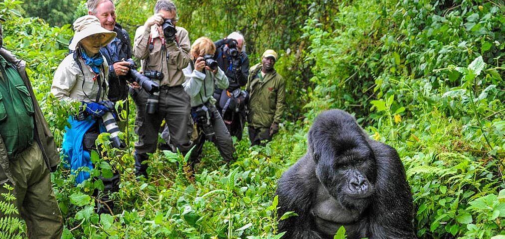 How Many People Are Allowed in a Gorilla Trekking Group?