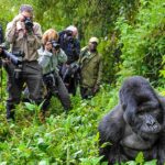 How Many People Are Allowed in a Gorilla Trekking Group?