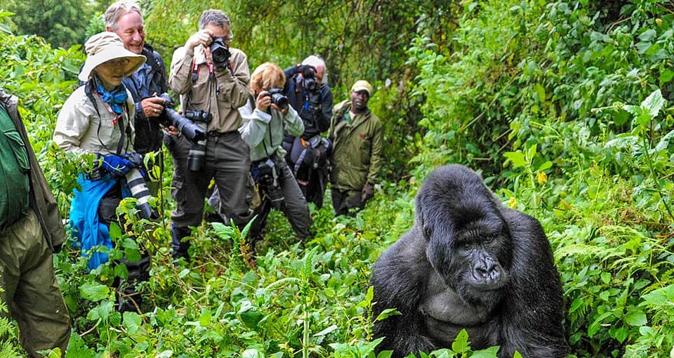 How Many People Are Allowed in a Gorilla Trekking Group?