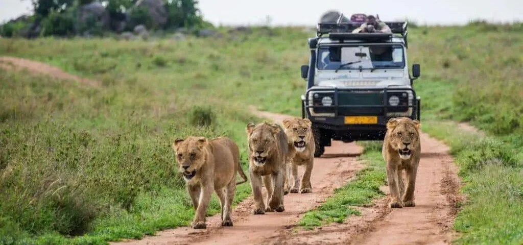 What Animals Are Commonly Seen During Game Drives?